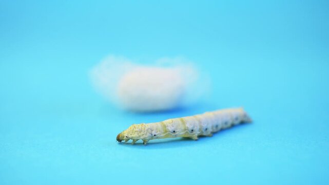 Silkworm make cocoon on blue background