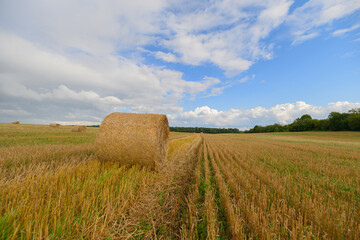 Naklejka premium A Beautiful Golden Wheat Field Stretching Under a Bright and Clear Blue Sky Above