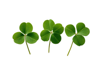 Three green shamrocks with three leaves each on a black background clover leaf