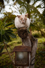 Cute sleeping cat in a tree