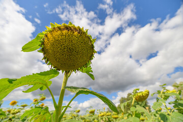 A strikingly vibrant sunflower stands tall against a bright blue sky, capturing beauty