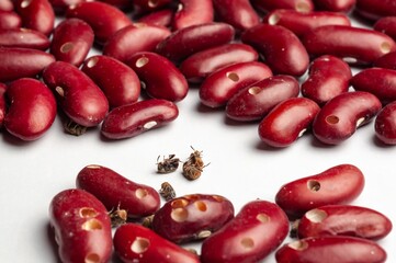 Red kidney beans are scattered on a white surface, showing damage from bean weevils.