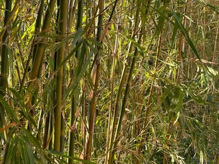 Bamboo scaffolding with building under construction with scaffolding, Hongkong Construction Safety, bamboo sticks