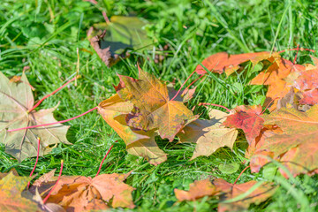 The Autumn Leaves Resting on Lush Green Grass A Beautiful and Colorful Seasonal Reflection