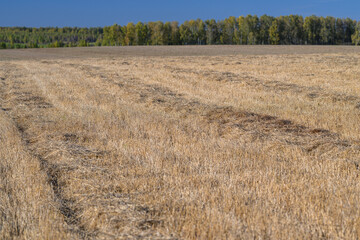 Obraz premium Expansive and Vast Golden Fields Stretching Out Under a Dramatic and Captivating Sky