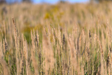 Golden grasses gracefully spread and dance across a vast field under a clear blue sky above