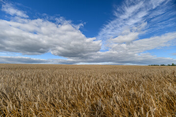 A Golden Field stretching beneath a Vast Blue Sky adorned with Fluffy Clouds floating above