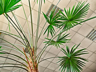 Bright green palm leaves reaching towards the ceiling in an indoor space during daytime