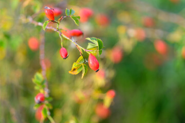 Vibrant and Colorful Rose Hips Hanging on Branches Surrounded by Lush Greenery All Around