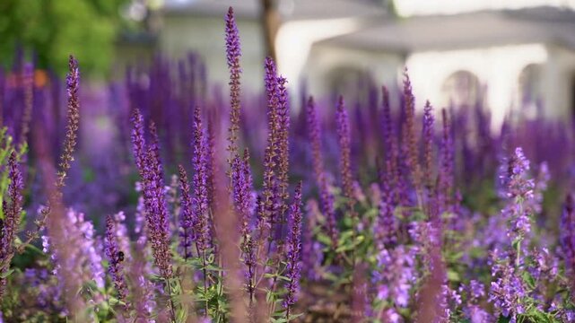 Tall pink-purple flowers of clary sage bloom in a lush summer herb garden on a sunny day. Close-up of blooming clary sage.