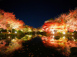 ライトアップで浮かび上がる京都・東寺の紅葉した木々が水面にリフレクションした風景