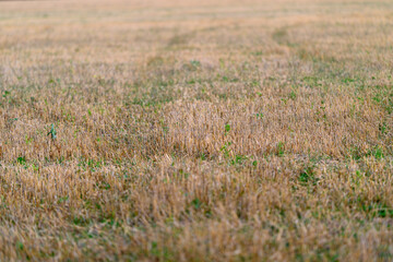 A Beautiful Golden Grass Field Illuminated by Soft, Warm Light During a Calm Evening