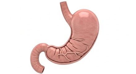 Human Stomach Anatomy Isolated on White Background for Medical Education and Health Concepts.