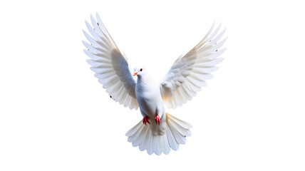 Obraz premium A beautiful white dove in full flight with wings spread wide against a black background.