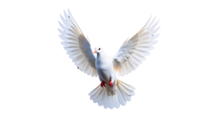 A beautiful white dove in full flight with wings spread wide against a black background.
