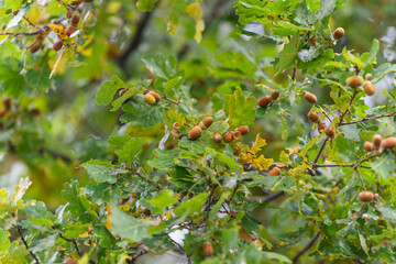An Oak Tree Branch adorned with Acorns set beautifully in a Natural Outdoor Setting