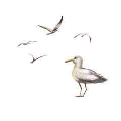 Seagulls set in flight,featuring a large detailed side view bird alongside silhouetted companions.Hand drawn watercolor clipart in soft sunset washes,coastal scene for nautical branding,travel blogs