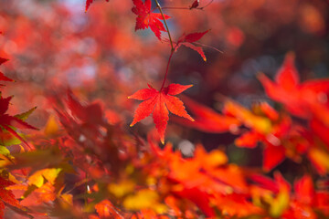 赤色に染まった紅葉の葉