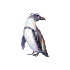 Fototapeta premium Female African spectacled penguin at sunset as a symbol of the preservation of endangered bird species that has fallen victim to environmental,anthropogenic factors.Hand drawn watercolor illustration