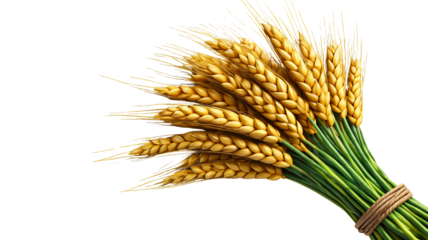Golden Wheat Stalks Tied Together With Green Stems isolated on a transparent background