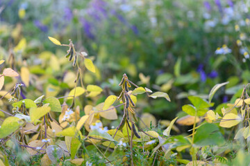 Sustainable landscape margin with blooming plants and ecological diversity, Environmentally conscious border featuring colorful flowers and variety of vegetation types