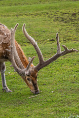 Pere David Deer Grazing Portrait