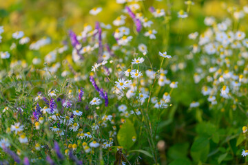 Serene Floral Scene, Peaceful meadow with blooming daisies, Calm field illuminated by gentle dawn glow, Tranquil grassland featuring white and purple flowering plants in soft light