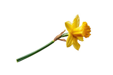 Single yellow daffodil flower with green stem on black background bloom blossom