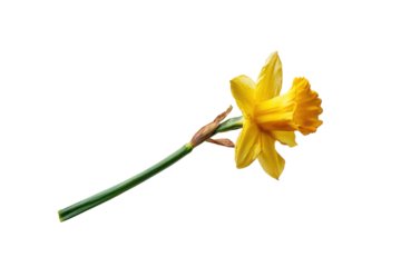 Single yellow daffodil flower with green stem on black background bloom blossom