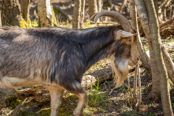 Wild-looking domestic goat with textured fur and large horns exploring a forest environment while going to the side