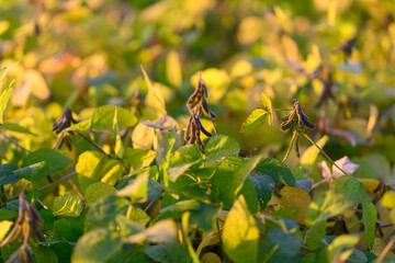 Patchwork soybean field with mixed leaf tones, biodiversity patches and pollinator habitat signs, regenerative farming context, rotation planning perspective, soft diffuse light
