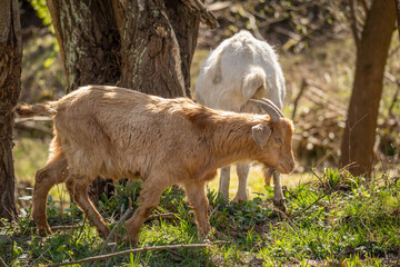 Side view of a brown caramel color young goat (Capra aegagrus hircus) with small horns walking to the right side