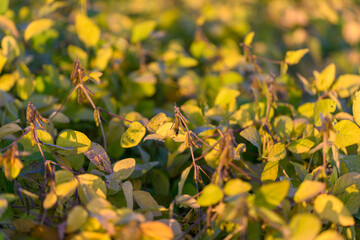 Soybean pods maturing among verdant leaves, detailed closeup highlighting textures of stems and seed cases, calm late-afternoon mood in productive agricultural environment