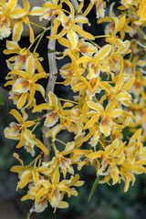 Dendrobium Nobile Chyomi Orchid Plant