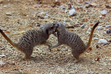 Two meercats fighting