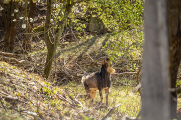Naklejka premium Wild goat (Capra aegagrus hircus) illuminated by sunlight in a forested hillside with roots, brush and young foliage. Tranquil countryside wildlife setting.