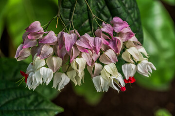 Clerodendrum Thomsoniae Fading Flowers