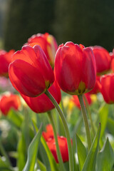 Red Tulip Flowers Tulipa Apeldoorn