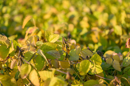 Early morning light highlights dew on shiny soybean pods and serrated foliage, Macro shot of glistening soybean pods with serrated leaves and soft blurred background during dawn