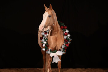 Horse portraits with Christmas decorations against a black background.