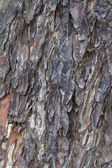 The rough skin of Chamchuri tree