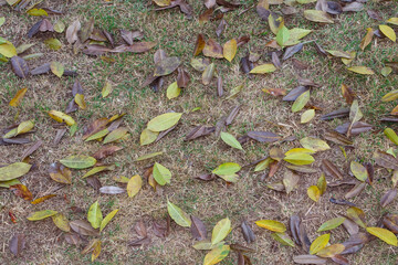 Many leaves fall on the floor.