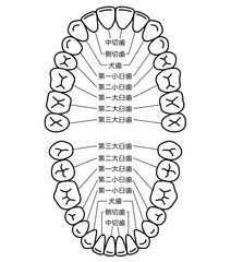 歯の名称　歯列 © koti