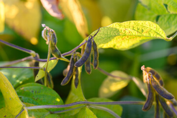Soybeans at dawn, Closeup of lush soybean pods with morning moisture present, Detailed view of dewdrenched soybean pods displaying rich textures and vibrant plant life