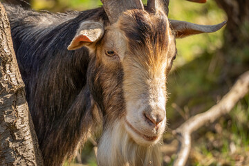 Brown and cream goat with curved horns grazing quietly in a sunlit forest area.