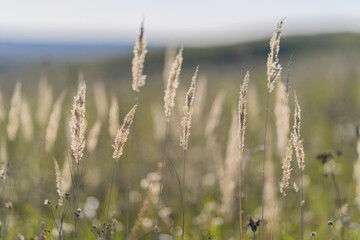 Fototapeta premium The Gentle Wheatgrass is Shimmering Beautifully and Radiantly in the Warm Sunlight of the Day