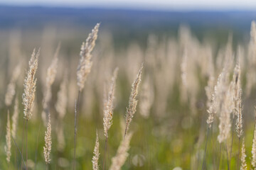 Fototapeta premium A Lush Tall Grass Field Gently Swaying Beneath a Beautifully Clear and Bright Blue Sky