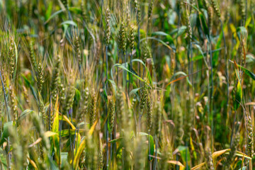 Obraz premium A Beautiful and Vibrant Wheat Field is Now Fully Ready for the Upcoming Harvest Season