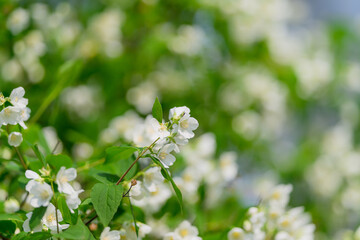 Delicate and Beautiful White Blossoms Nestled Comfortably in Natures Warm Embrace
