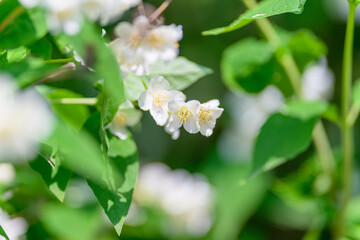 Delicate White Flowers are Beautifully Nestled Among Lush Green Foliage in Nature
